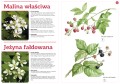Owoce naszych lasów ; owoce rosnące w lesie ; owoce leśne ; owoce w lesie ; rośliny leśne ; malina owoce ; rośliny jadalne ; rośliny w lesie