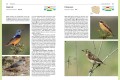Ptaki Fauna Polski ; Ptaki Zawadzka ; Ptaki przewodnik ; Ptaki Polski  przewodnik ; ptaki multico ; ptaki przewodnik multico fauna