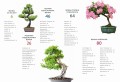 bonsai ; bonsai książka ; książka o bonsai ; bonsai książka poradnik ; bonsai poradnik ; bonsai jak uprawiać ; bonsai multico