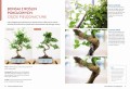bonsai ; bonsai książka ; książka o bonsai ; bonsai książka poradnik ; bonsai poradnik ; bonsai jak uprawiać ; bonsai multico