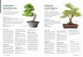 bonsai ; bonsai książka ; książka o bonsai ; bonsai książka poradnik ; bonsai poradnik ; bonsai jak uprawiać ; bonsai multico