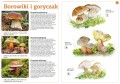 Grzyby naszych lasów ; grzyby rysowanie ; grzyby w lesie ; grzyby do rysowania ; grzyby kalki ; rysowanie grzybów ; rozpoznawanie gatunków grzybów ; grzyby dla dzieci ; grzyby książka ; grzyby multico