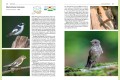 Ptaki Fauna Polski ; Ptaki Zawadzka ; Ptaki przewodnik ; Ptaki Polski  przewodnik ; ptaki multico ; ptaki przewodnik multico fauna