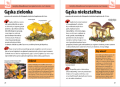 Mój pierwszy przewodnik. Jaki to grzyb? MULTICO Oficyna Wydawnicza książka edukacyjna przewodnik grzyby rozpoznawanie grzybów