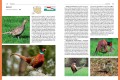 Ptaki Fauna Polski ; Ptaki Zawadzka ; Ptaki przewodnik ; Ptaki Polski  przewodnik ; ptaki multico ; ptaki przewodnik multico fauna