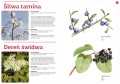 Owoce naszych lasów ; owoce rosnące w lesie ; owoce leśne ; owoce w lesie ; rośliny leśne ; malina owoce ; rośliny jadalne ; rośliny w lesie