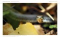 Zwierzęta w obiektywie leśników MULTICO Oficyna Wydawnicza album przyroda fotografia ; zwierzęta w obiektywie ; zwierzęta zdjęcia ; zdjęcia leśników ; album leśników