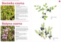 Owoce naszych lasów ; owoce rosnące w lesie ; owoce leśne ; owoce w lesie ; rośliny leśne ; malina owoce ; rośliny jadalne ; rośliny w lesie
