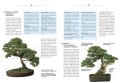 Bonsai książka ; bonsai książka poradnik ; bonsai poradnik ; bonsai zasady ; uprawa bonsai ; książka o bonsai ; poradnik bonsai ; sadzenie bonsai ; gatunki bonsai