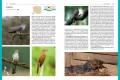 Ptaki Fauna Polski ; Ptaki Zawadzka ; Ptaki przewodnik ; Ptaki Polski  przewodnik ; ptaki multico ; ptaki przewodnik multico fauna