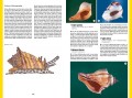muszle MULTICO Oficyna Wydawnicza przewodnik przyroda muszle rozpoznawanie 