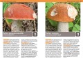 Grzyby przewodnik ; grzyby spotkania z przyrodą ; grzyby snowarski ; grzyby multico ; grzyby przewodnik multico ; grzyby trujące ; grzyby przewodnik dla grzybiarzy