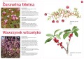 Owoce naszych lasów ; owoce rosnące w lesie ; owoce leśne ; owoce w lesie ; rośliny leśne ; malina owoce ; rośliny jadalne ; rośliny w lesie