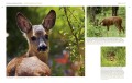 Zwierzęta w obiektywie leśników MULTICO Oficyna Wydawnicza album przyroda fotografia ; zwierzęta w obiektywie ; zwierzęta zdjęcia ; zdjęcia leśników ; album leśników